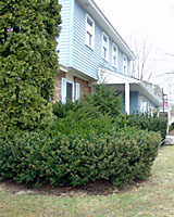 Homes hidden by overgrown evergreens are everywhere!