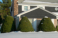 Most junipers become much too large for use in foundation plantings.