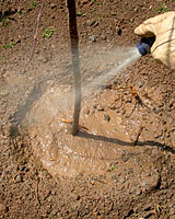 New plants should be watered thoroughly to settle soil around the roots.