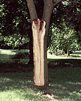 When one of three co-dominant trunks split away during a storm, the imbedded bark between the two that remain was revealed.