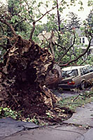 As a result of repeated replacement of sidewalks, driveways, curbing, etc., the roots of this large tree were no longer capable of supporting it during a storm.