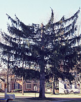 The top half of this spruce tree was blown out during a severe thunderstorm.