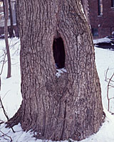 A vigorous tree can survive for many years if it can seal off cavities within its trunk or branches.