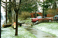 Thousands of dollars of damage to the red car could've been prevented if the dead limb near the fire hydrant had been removed.