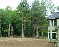 In forests, trees protect each other from the brunt of strong winds.