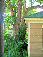 During almost every storm, pieces of this huge boxelder come down on several neighboring garages in this neighborhood.