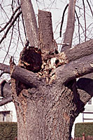 The trunk of this littleleaf linden was so constricted by a cluster of emerging branches that it blew apart during a summer thunderstorm.