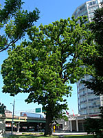 As testimony to the durability of some trees, this bur oak near the heart of downtown Syracuse is estimated to be in the vicinity of 150 years old!