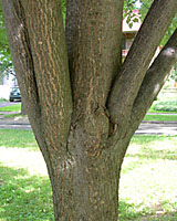 Clusters of branches emerging from the same spot on a tree's trunk will result in a weak spot that may fail during a storm.