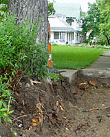 Replacing this sidewalk resulted in the destruction of half of this large maple tree's root system.