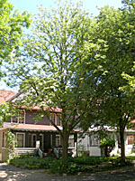 This littleleaf linden in front of our home is gradually dying as a result of a girdling root.