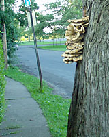 This growth is a fruiting body of a wood decay fungus that's well-establihsed within the trunk of this tree.