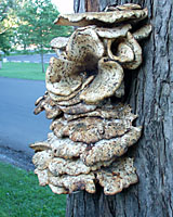 A closeup of the fruiting body, or conk, pictured at the top of the page.