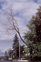 Dead limbs and branches should be removed whenever they're observed.