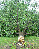 This mature linden snapped off at the point where a girdling root had constricted the trunk.