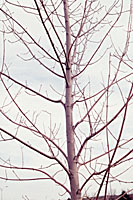 Well-spaced branches on young trees will result in a mature tree with fewer maintenance issues.