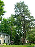 Having this huge white pine growing off the corner of my home would freak me out!