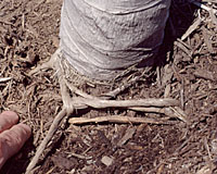 If cording isn't cut at time of planting, it will eventually strangle the tree as it grows!