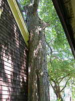 This incidental tree is literally crushing the corner of this garage!