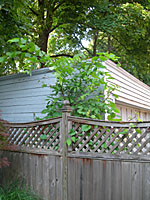 This Siberian elm sapling will soon grow too large to be removed easily.