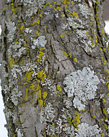 The gray and yellow-green growths on the trunk of this tree are harmless lichens.