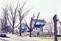 Right to left, four maple trees show different percentages of canopy loss after a severe thunderstorm.