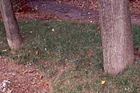 Trunks that enter the ground with no flare suggest that the tree was covered with fill in the past.