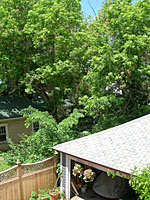 Left to grow for many years, incidental trees provide privacy in neighborhoods featuring small lots.