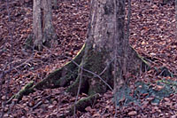 Healthy trees almost always have a noticeable flare where the trunk and roots meet.