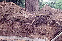 Roots damaged during construction are often decomposed by a soil borne fungus that may give rise to mushrooms during cool damp weather.