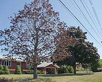 Often attributed to insects or disease, the sparse foliage on the Norway maple tree at left is caused by a girdling root that's strangling the tree!