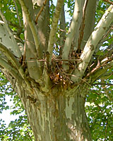 Ten years after pruning a storm-damaged limb, multiple sprouts are crowding one another.