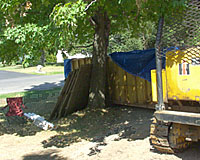 Construction equipment can crush the shallow root systems of even very large trees.