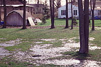 Trees are more tolerant of standing water during the winter and very early spring when they're dormant.