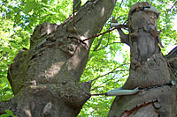 In this picture, wire wrapped around to large branches as a means of support eventually kiiled them!