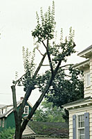 Sprouts emerging from severe pruning cuts after a storm are often susceptable to future damage.