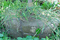 Weeds transported in the rootballs of trees and shrubs are a common source of weed infestations.