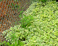 Goutweed straddling this property line will be impossible to control unless neighbors work together. 