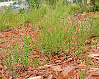 Landscape beds infested with horsetail often look like they're filled with pine seedlings.