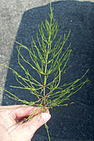 Field horsetail doesn't have true leaves. Rather many people think it looks like a pine tree seedling.