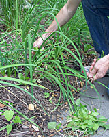 Pulling weeds is one of the least enjoyable of all gardening chores.