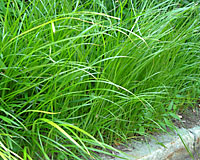 If left undisturbed, the grass-like leaves of yellow nutsedge can grow two feet tall by the end of June.