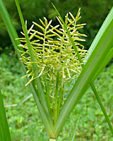 Yellow nutsedge rarely reproduces by seed.