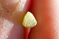 The stems of yellow nutsedge are triangular in cross section.