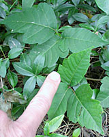 In this picture, poison ivy is growing almost undetected in a large bed of vinca.