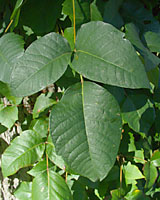 Regardless of size, poison ivy leaves are composed of three distinct leaflets.
