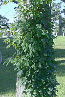 Poison ivy often grows as a clinging vine on the trunks of trees.