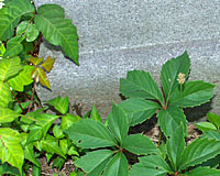 The five leaflet leaves of Virginia creeper are surrounded by the lighter gree, three-leaflet leaves of poison ivy in this picture.