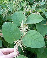 The creamy white flowers held in drooping panicles are the main ornamental feature of this plant.