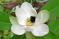 Even bumblebees can't resist the blooms of sweetbay magnolia.